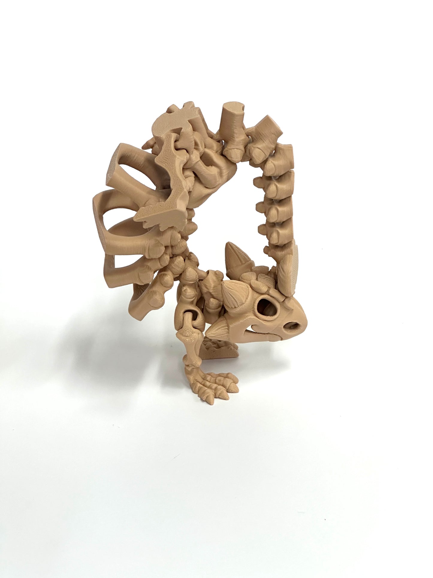 Skeleton Ankylosaurus