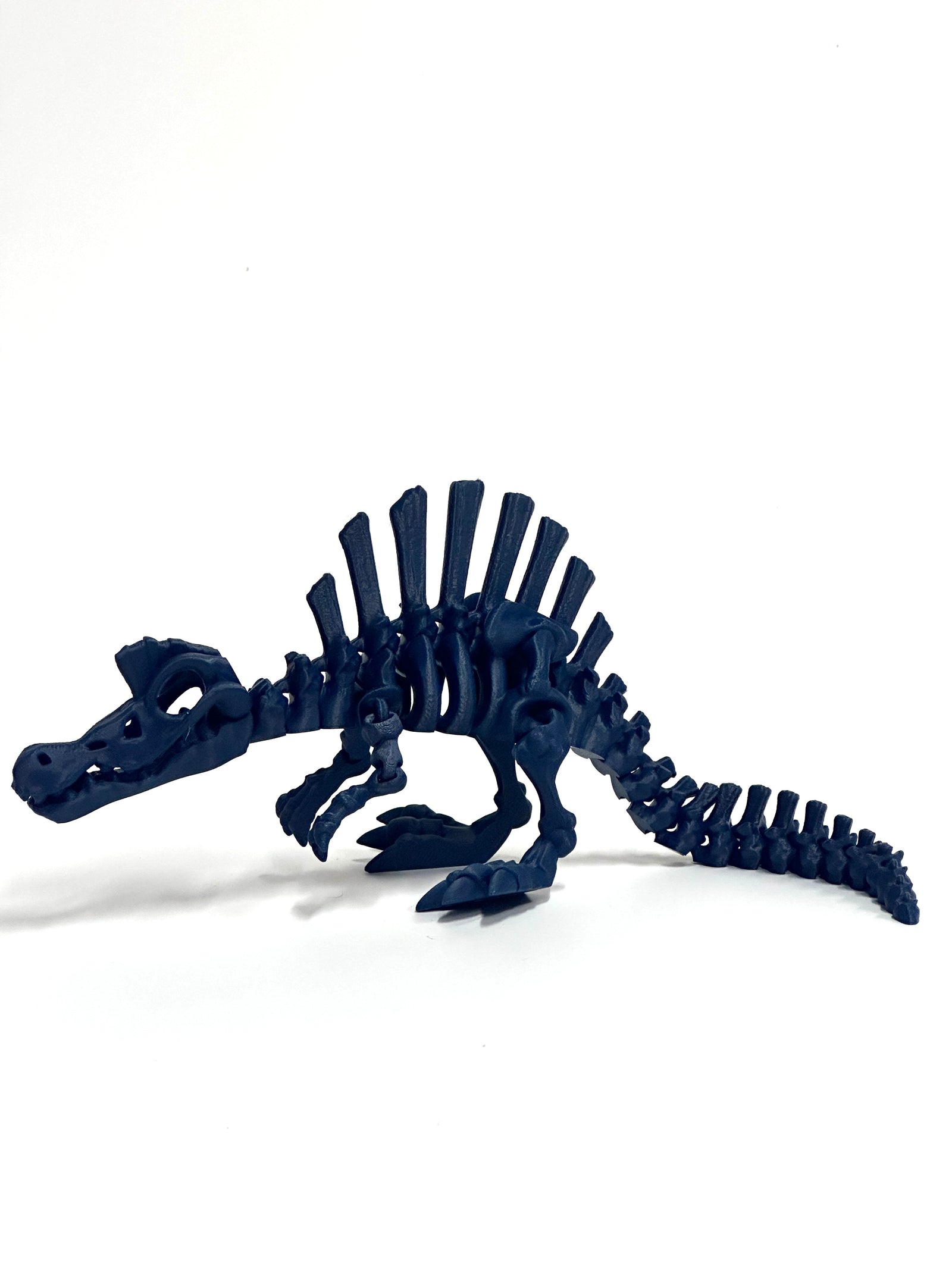 Skeleton Spinosaurus