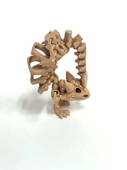 Skeleton Ankylosaurus