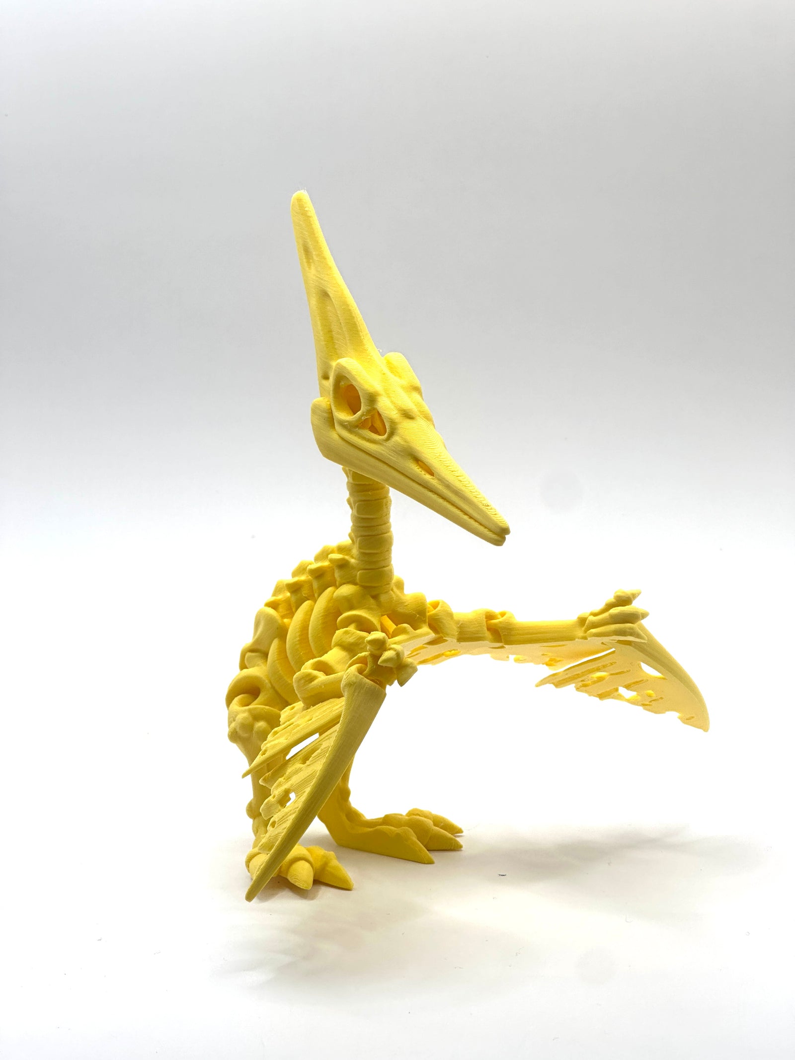 Skeleton Pteranodon