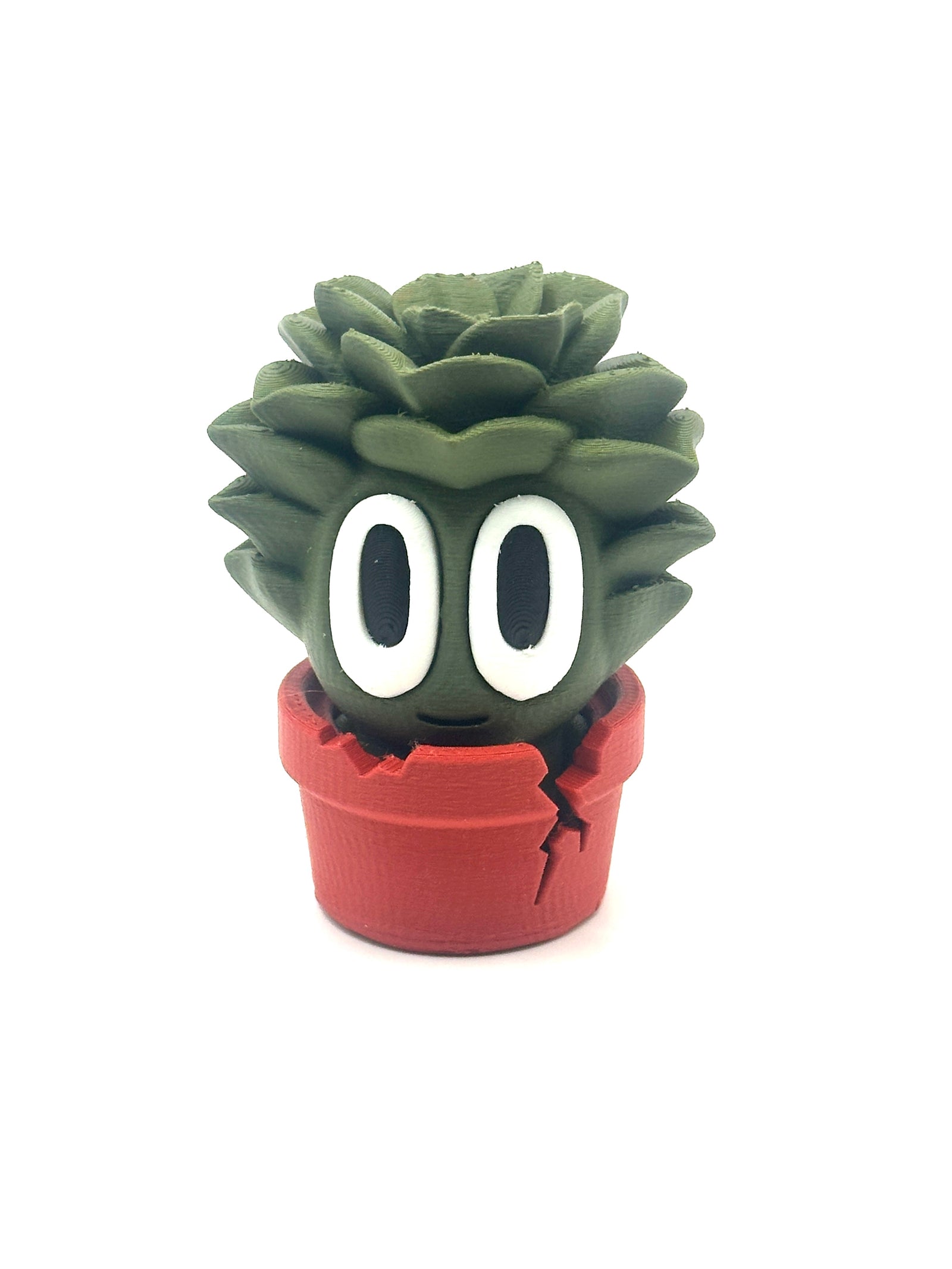 Suki the Succulent