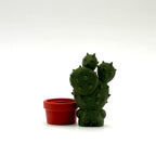 Prickly Pear - Desk Buddy