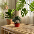 Monstera - Desk Buddy desk buddy in a cosy NZ home setting