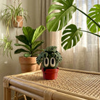 Monstera - Desk Buddy desk buddy in a cosy NZ home setting