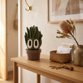Silas the Snake Plant desk buddy in a cosy NZ home setting
