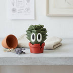 Suki the Succulent desk buddy in a cosy NZ home setting